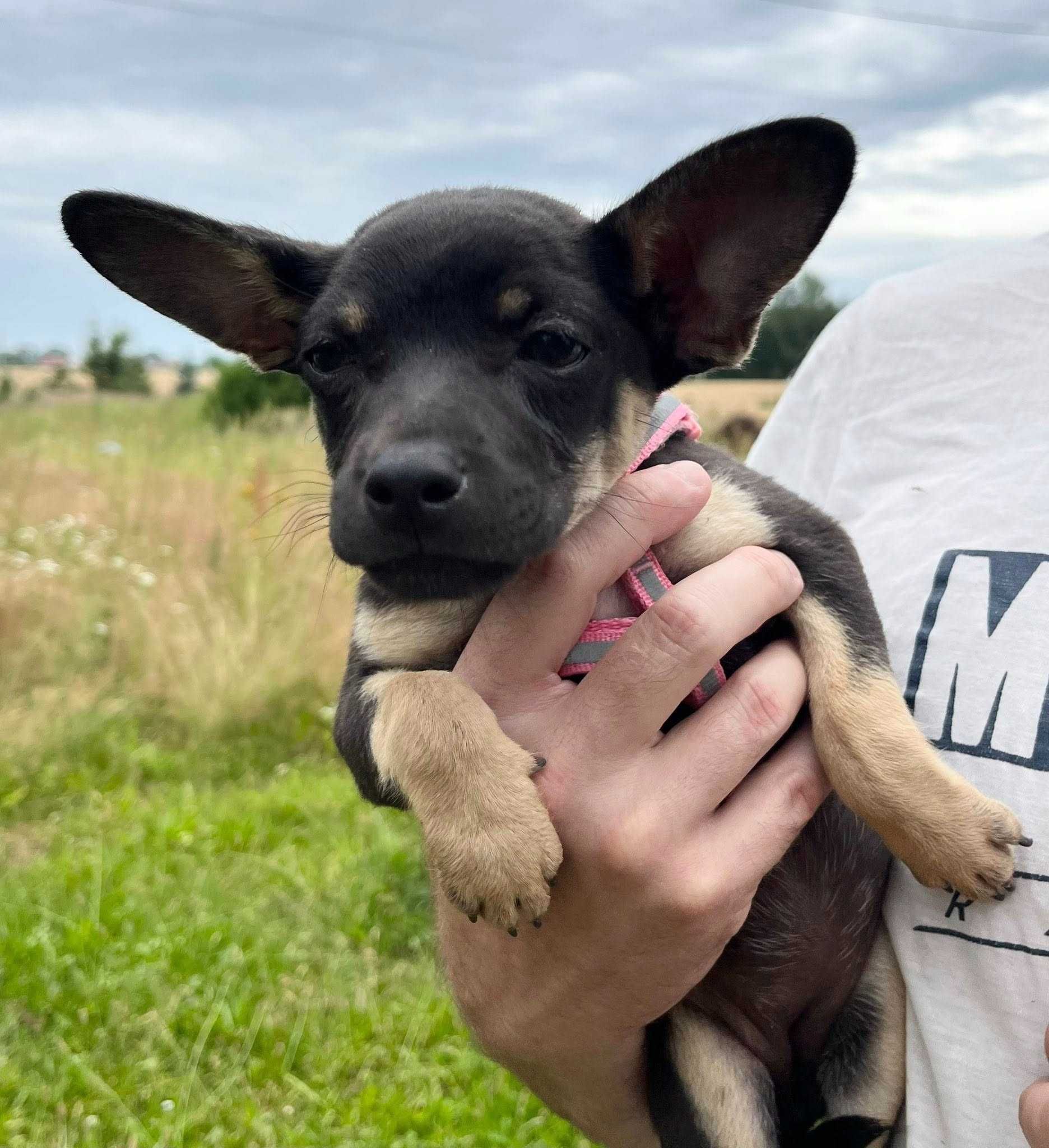 Suczka niewielka szczeniak do adopcji
