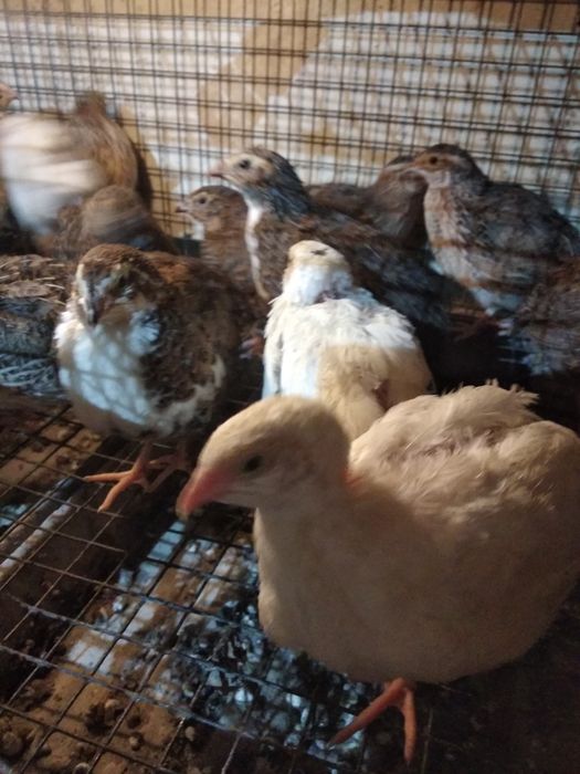 Przepiórki japońskie