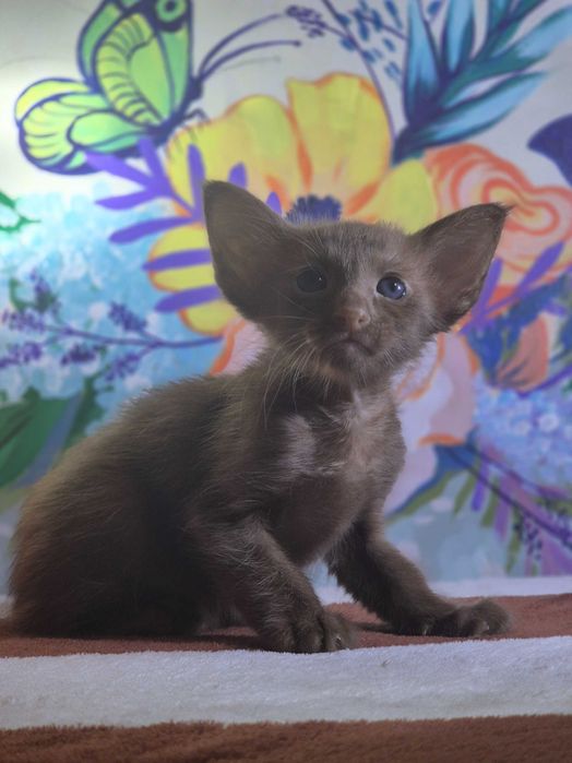 Орієнтал, цинамон, шикарний хлопчик