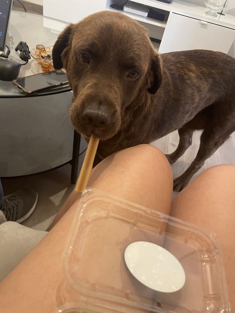 Da-se cadela labradora