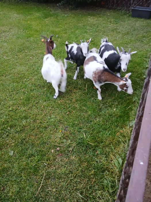 Sprzedam kózki miniaturki