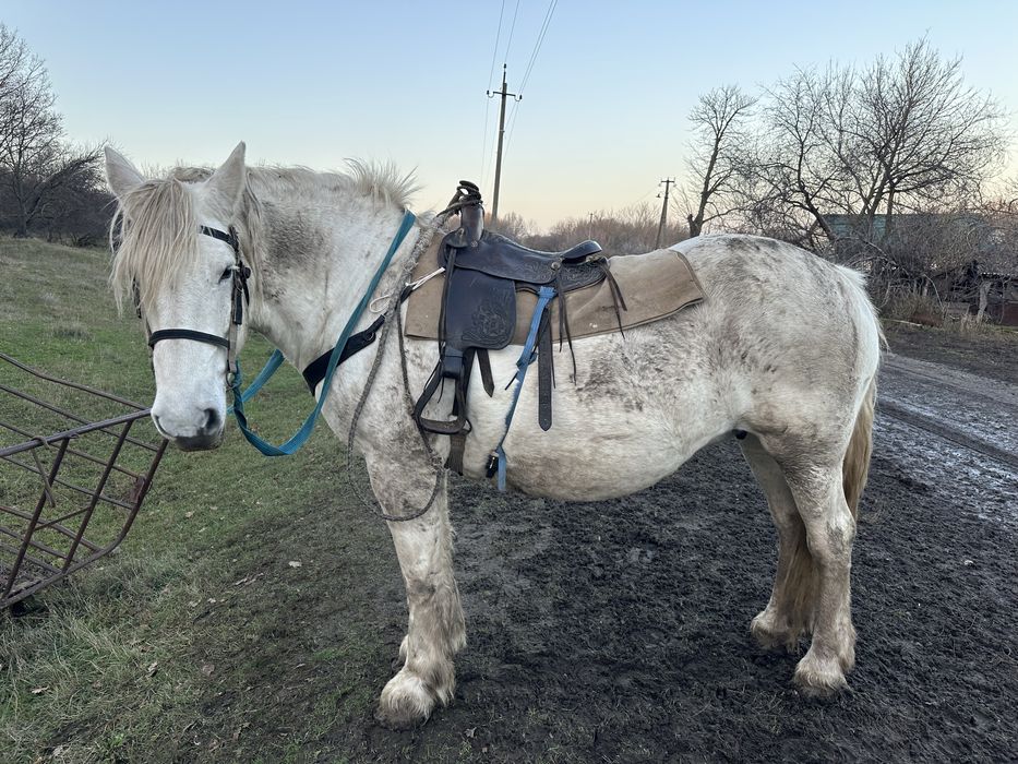 Продам кобилу вагою на тону