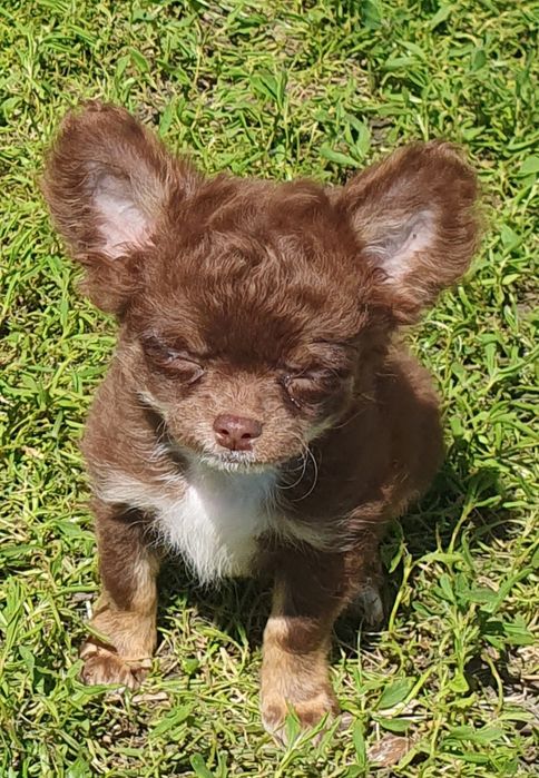 Чихуахуа шоколадно подпалые длинношерстные