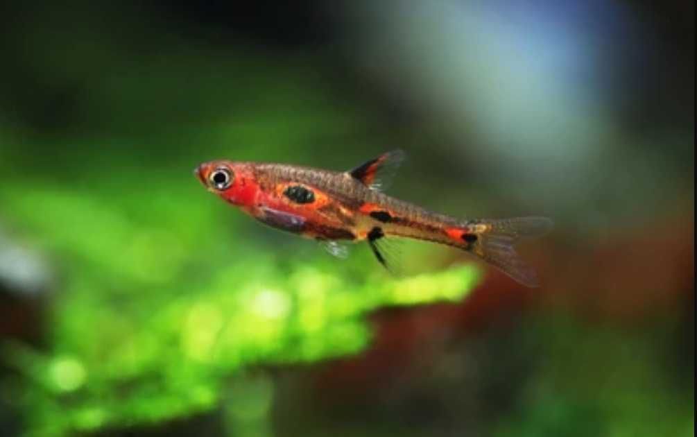 Razbora merah - Boraras merah - Rasbora - dowóz, wysyłka