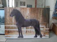 Wydruk obraz koń fryzyjski 100x70