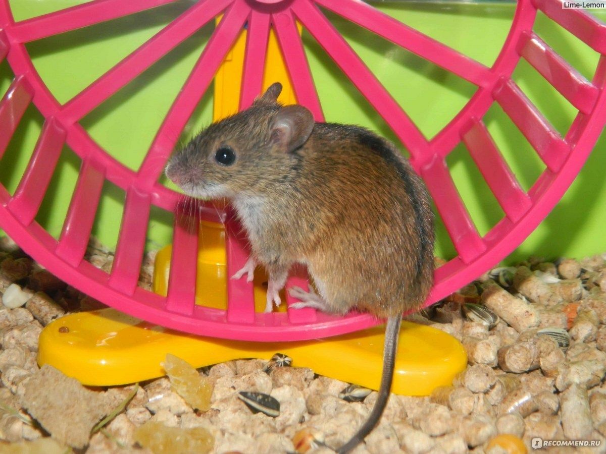 Мышки, мыши обыкновенные(пусть будет декоративные)
