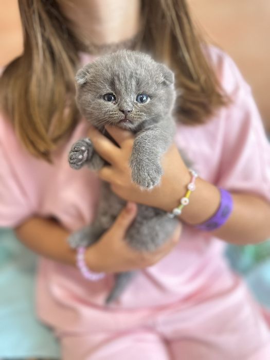 Британские котята