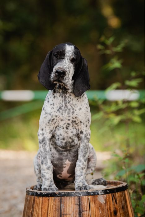 Wyżeł - wybitna suczka czeka na swojego człowieka | Wyżeł z Owernii |