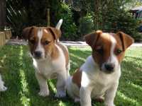 Jack Russell Terrier piesek #MOBY# z lewej strony MALE Jack Russell