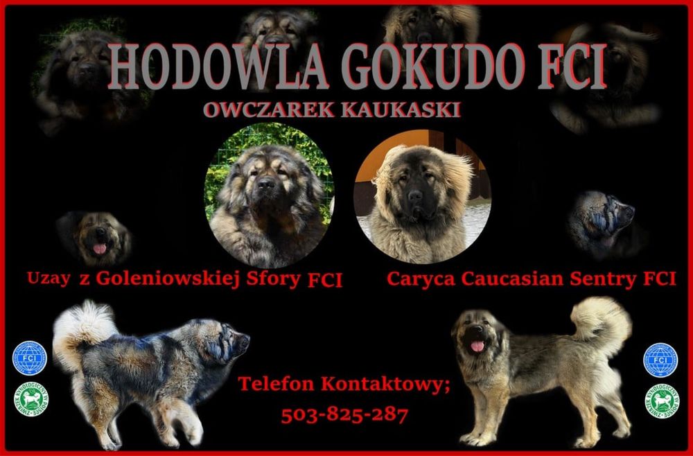 Owczarek Kaukaski ZKwP/ FCI- zapowiedź miotu