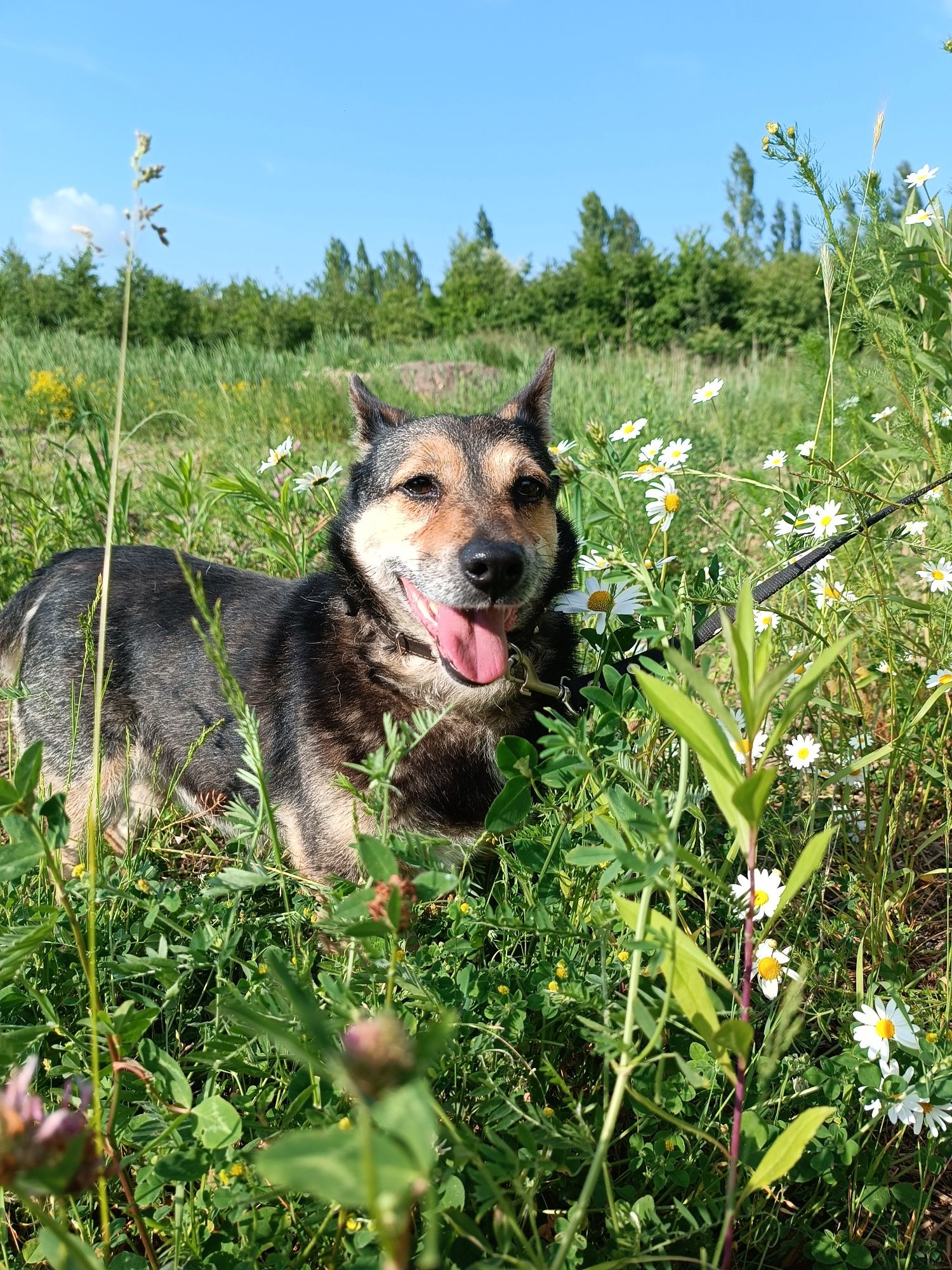 Kokosz szuka domku