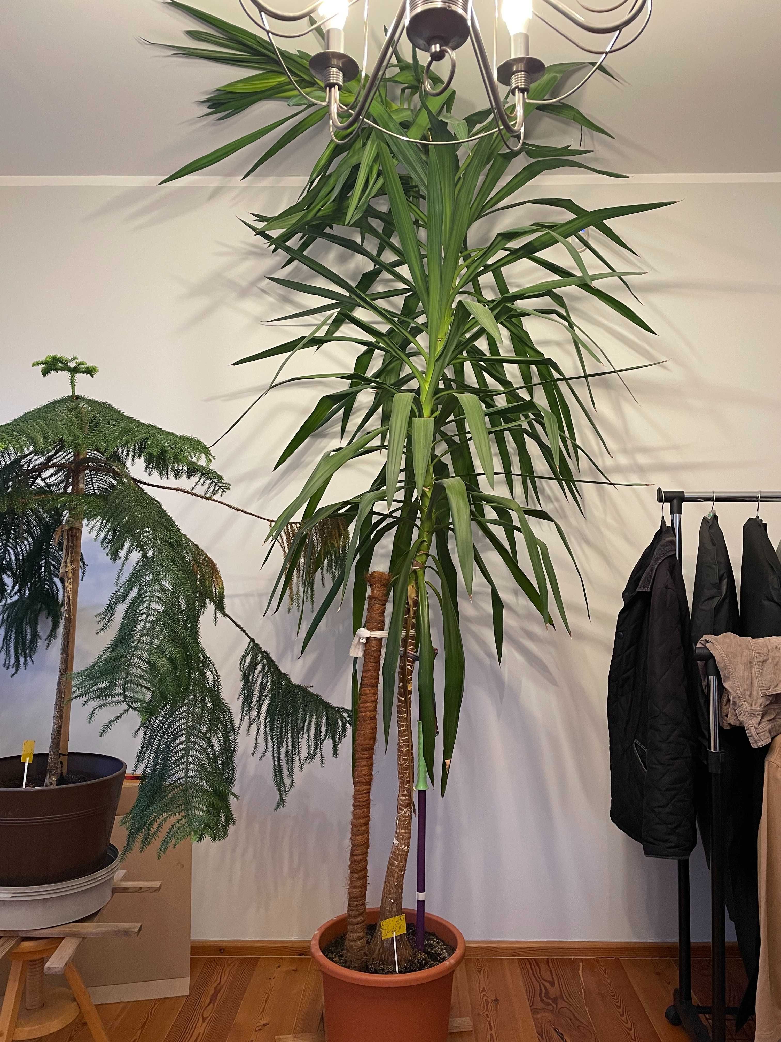 Yucca Jukka, Juka 3m ładna, duża, zdrowa