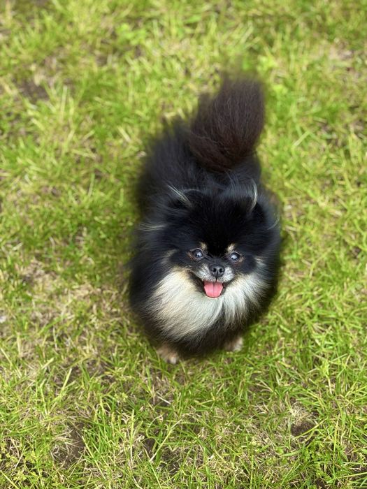 Mini szpic z ogromnym urokiem i cudnym charakterem!