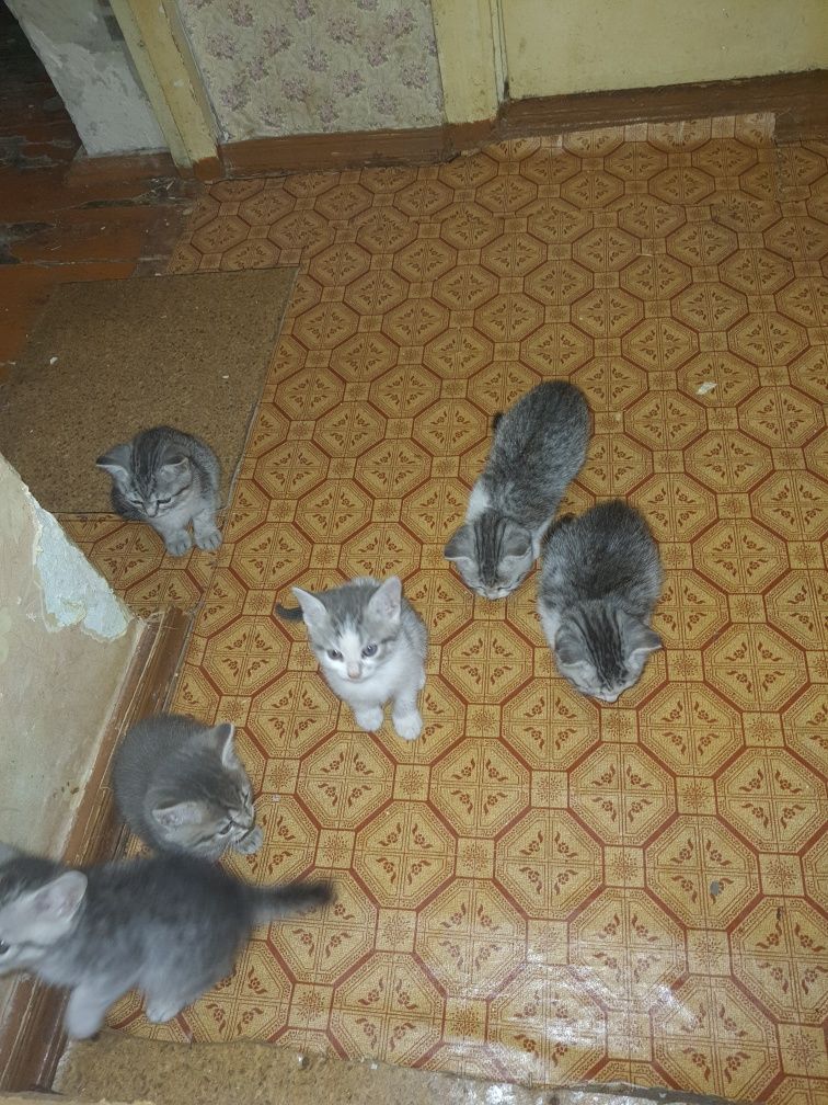 Отдам котят бесплатно