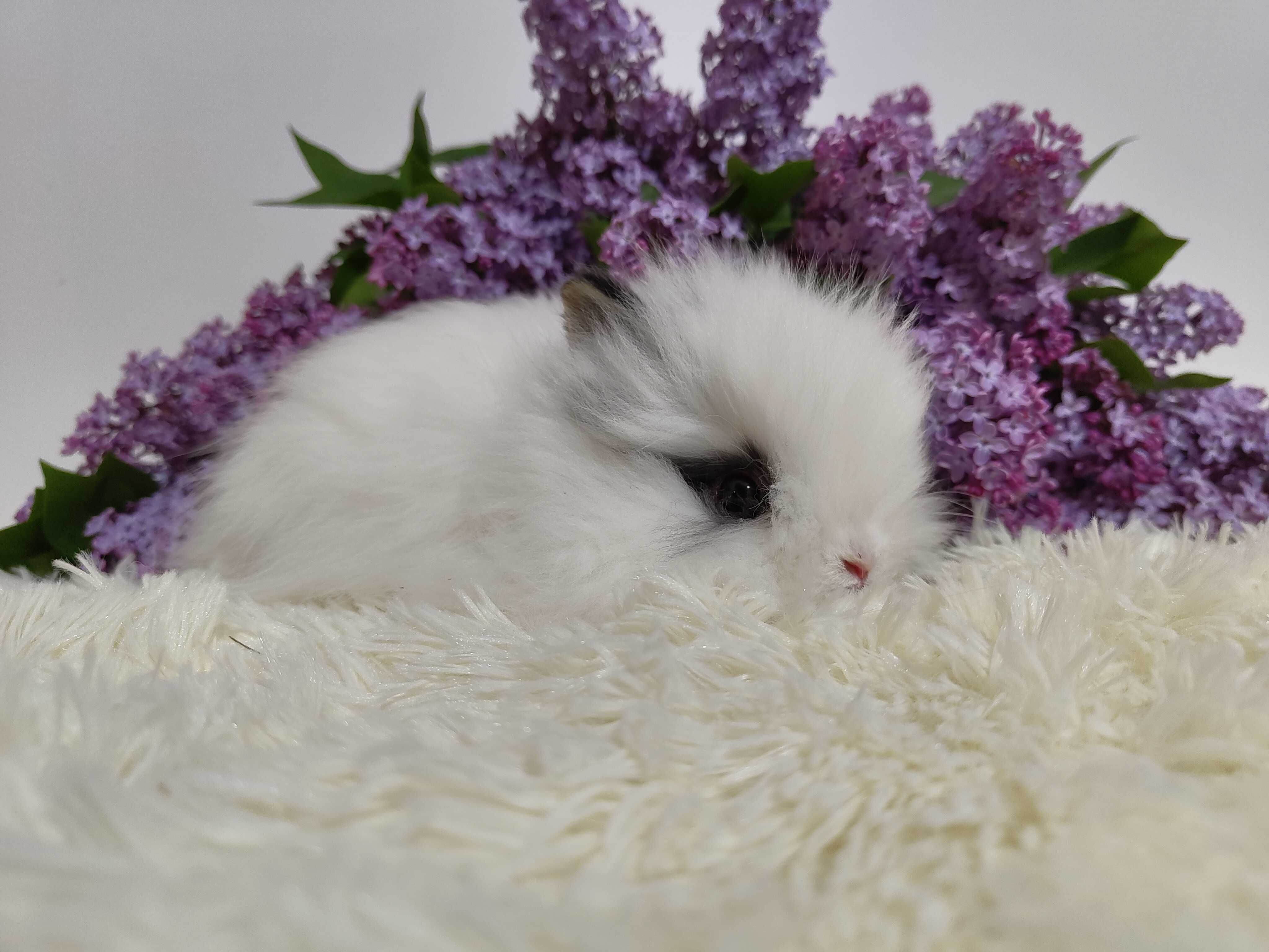 Króliczki Karzełki Teddy. Piękne maluszki do rezerwacji.