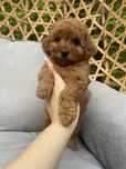 Maltipoo chłopiec red