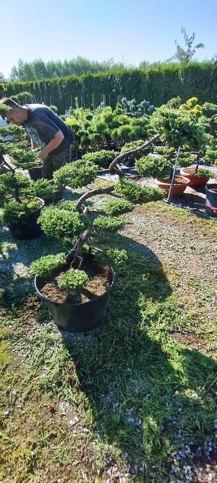 Jałowiec bonsai różne gatunki