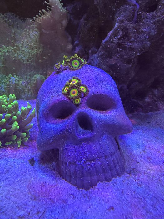 Koralowiec Zoa rasta szczepka porostająca czaszkę