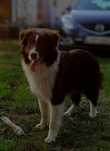 Border collie czekoladowy piesek