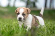 Uroczy piesek Jack Russell FCI ZKwP - odbiór możliwy po 05.07.25