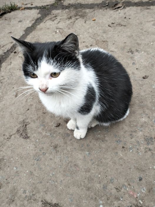 Маленька, лагідненька, кішечка.