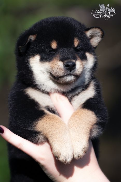 Шиба іну, хлопчик /шиба ину/ сіба/сиба/shiba