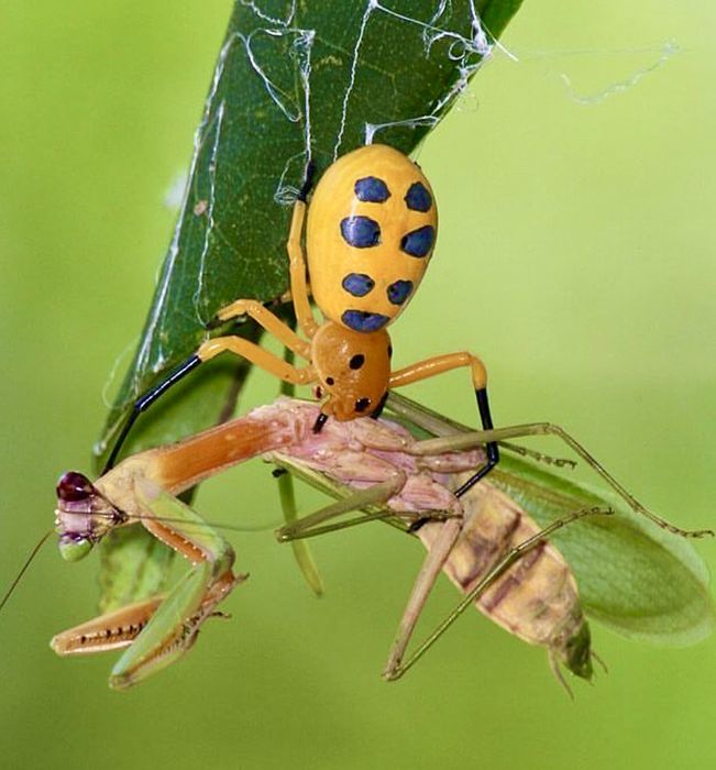 PIKACHU SPIDER Platythomisus octomaculatus pająk skakun