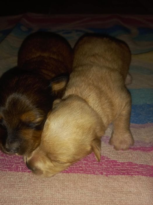 Do oddania szczeniaki