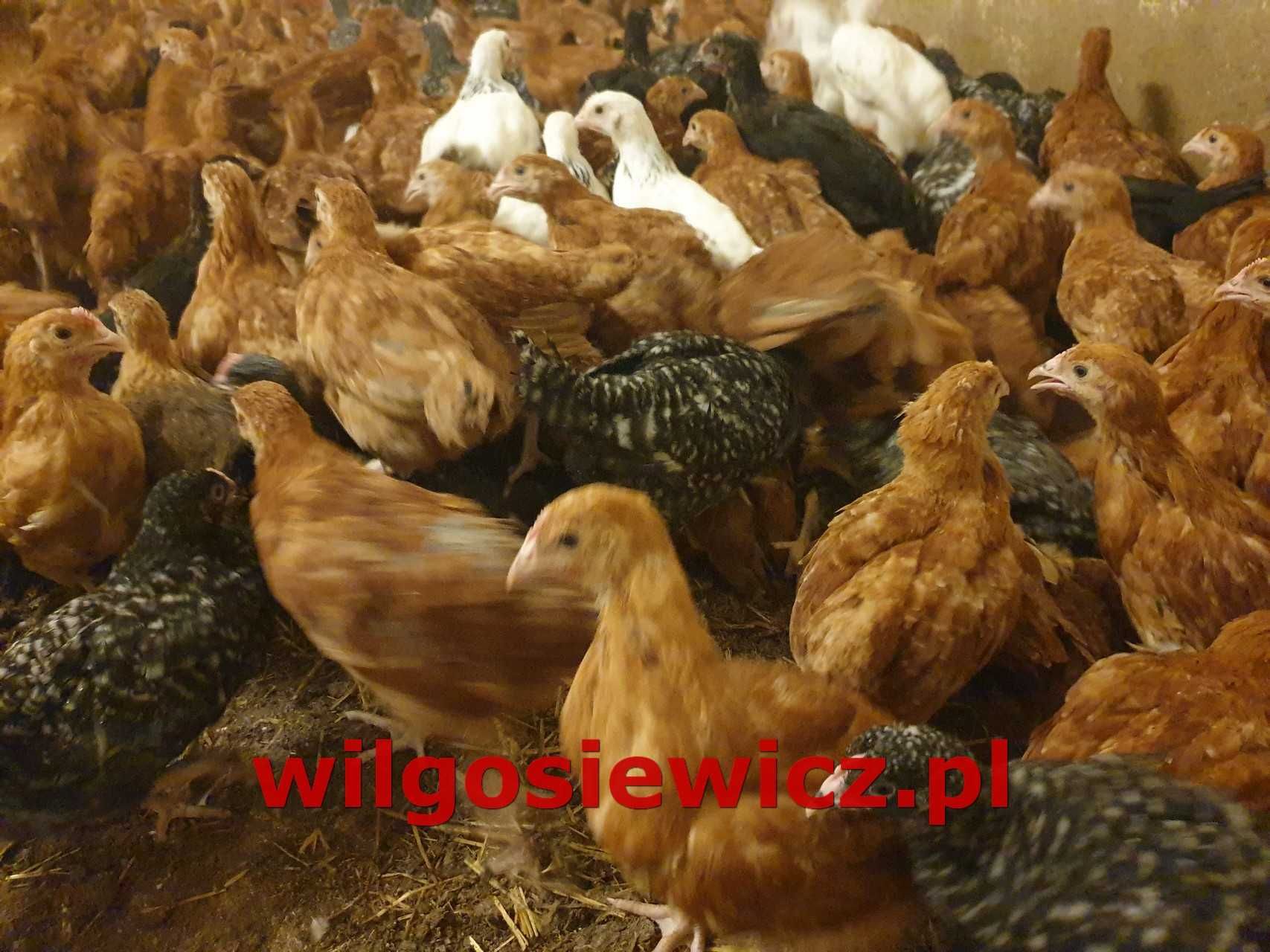 Kury młode Messa z jajkiem  mozliwy dowóż
