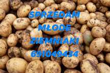 Ziemniaki  młode jadalne