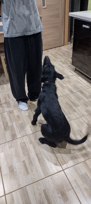 Młody piesek prawdopodobnie  ojcem był wyżeł niemiecki szorstkowłosy