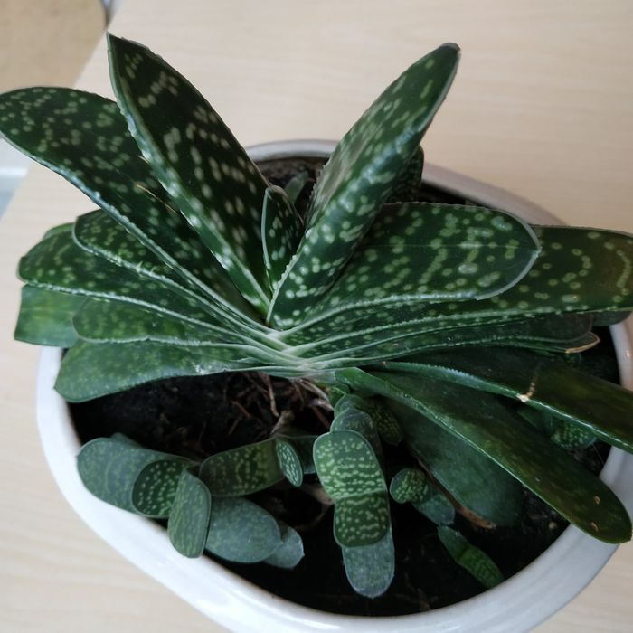 Гастерія. Кімнатний сукулент