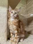 Maine coon rudy kocurek po dużych przebadanych rodzicach