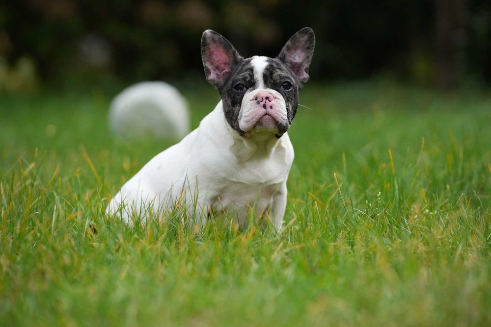 Buldog Francuski Suczka