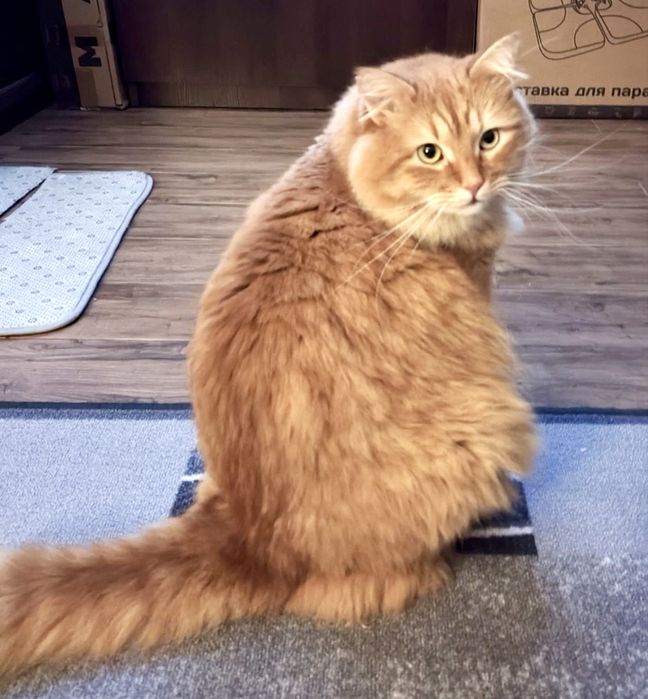 Роскошный пушистый рыжий кот 3г рудий котик кіт