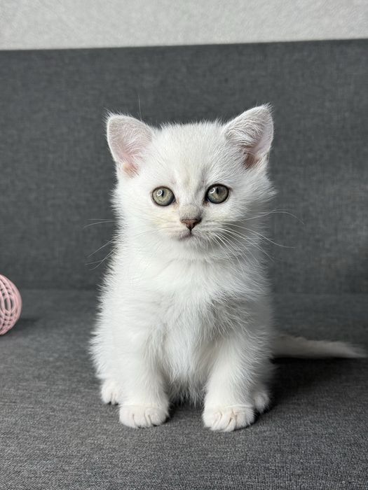 Серебристая шиншилла