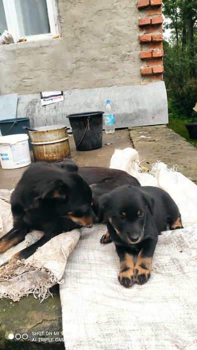 Щенятка 1 ,5 місяця