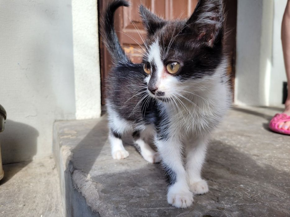 Котята в добрые руки бесплатно
