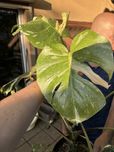 Szczyt monstera Thai constellation big forma