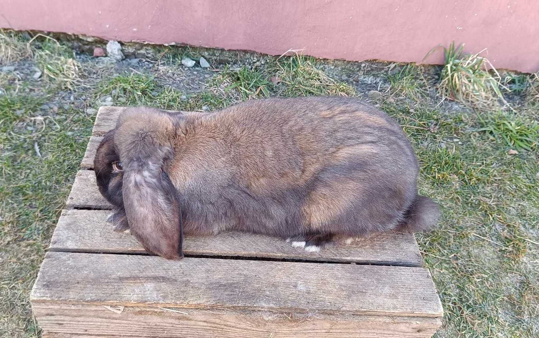 króliki baran francuski madagaskarowy