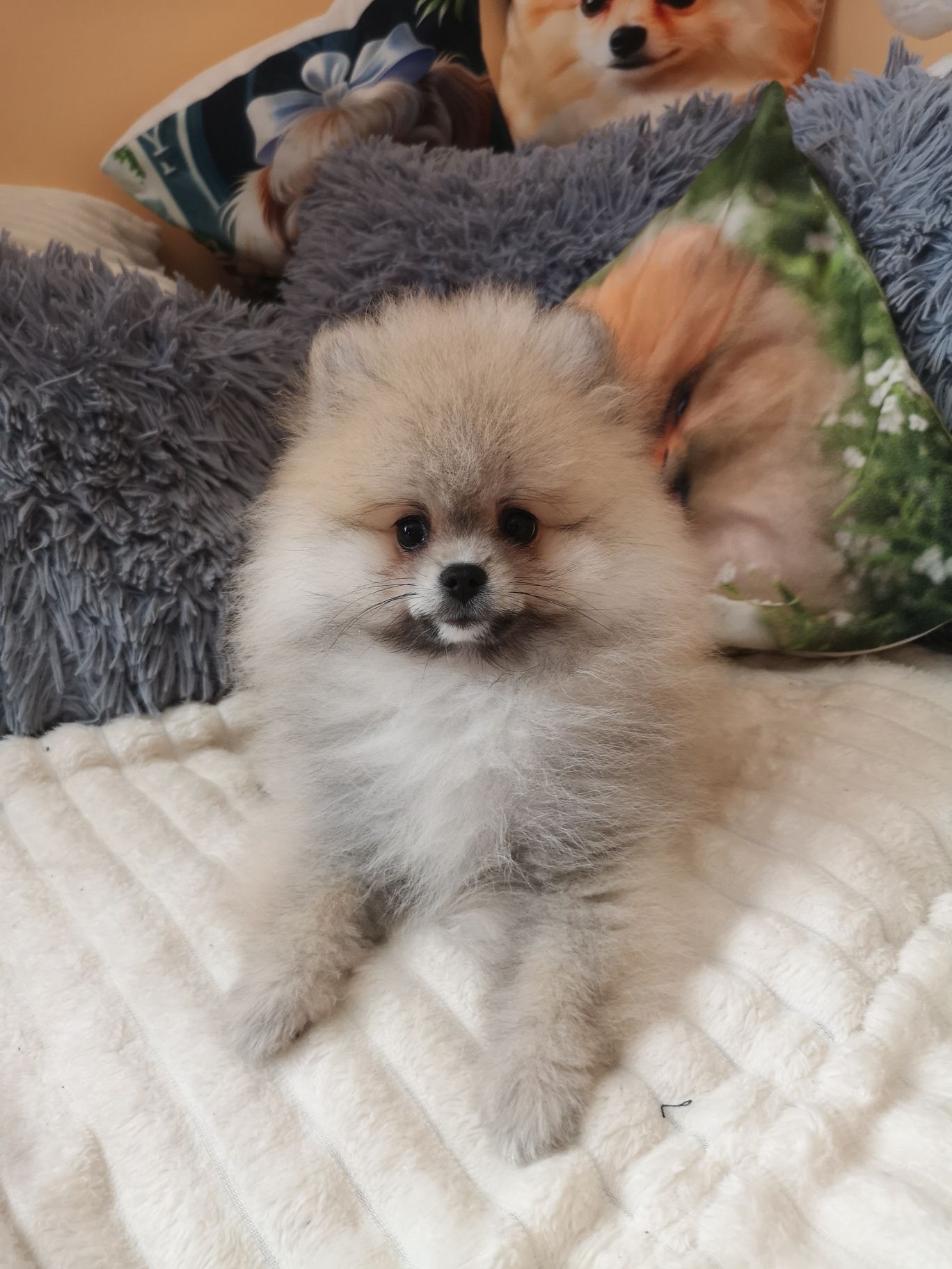 Szpic Miniaturowy, Pomeranian