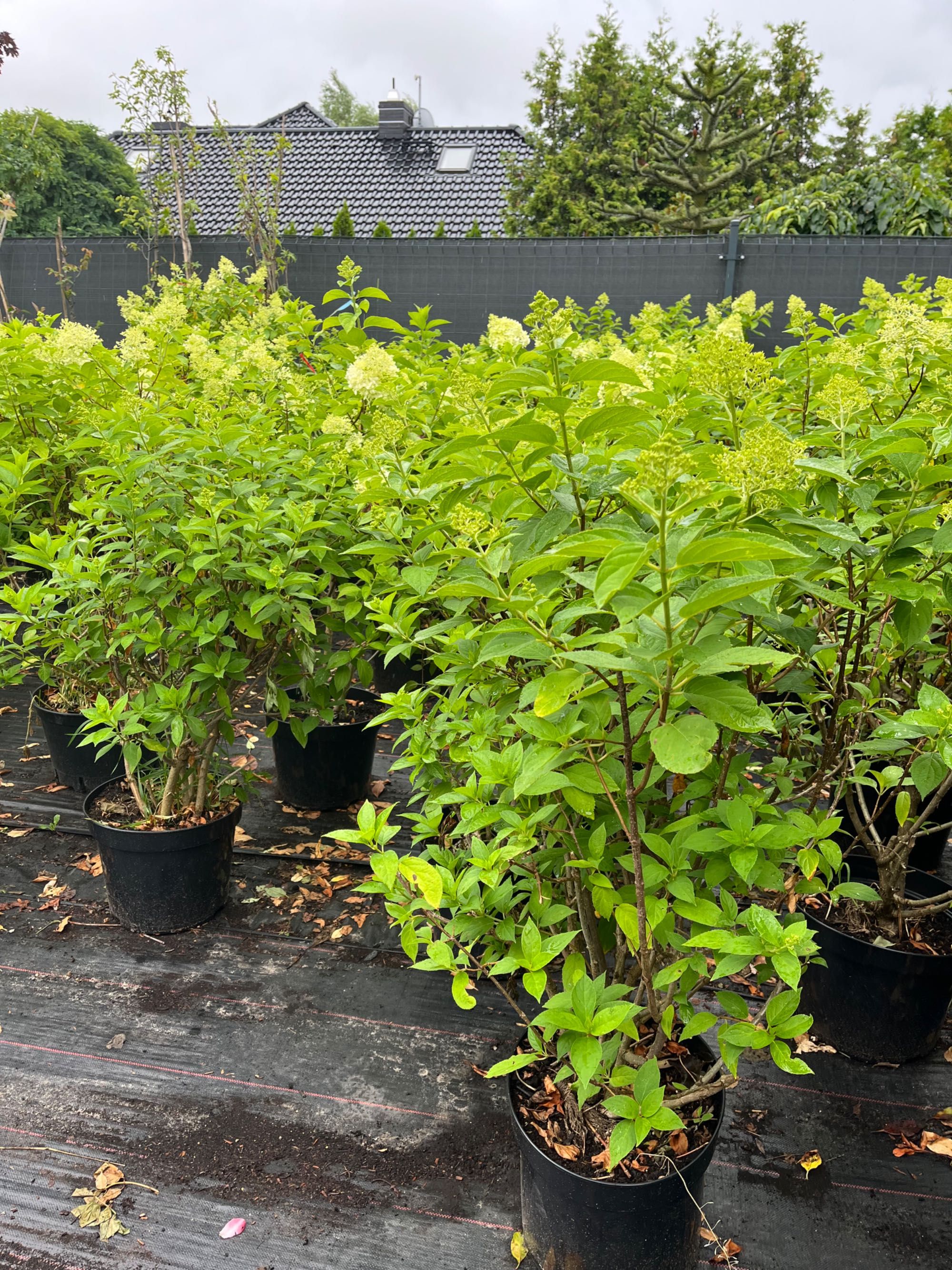 Hortensja bukietowa Limelight