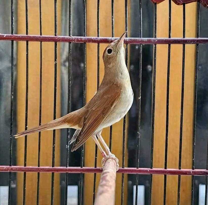 Aves insetivoras anilhadas2024/2025