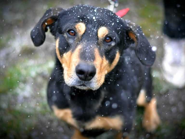 Longin poleca się do adopcji