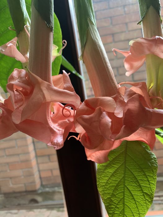 Бругмансия махровая белая розовая желтая