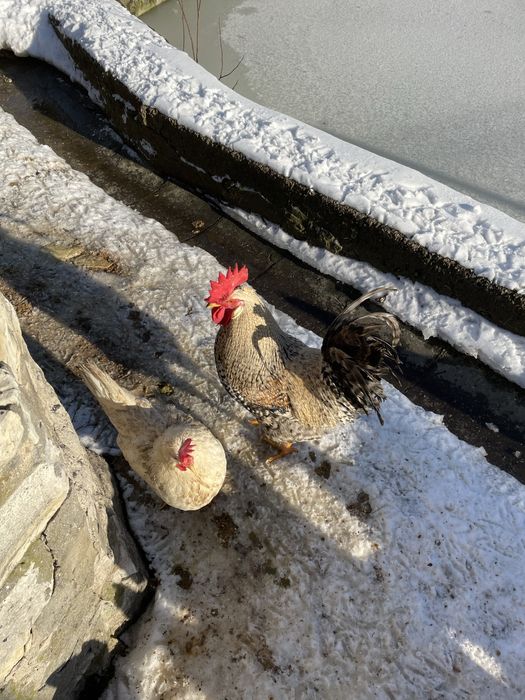 koguty włochy sprzedam