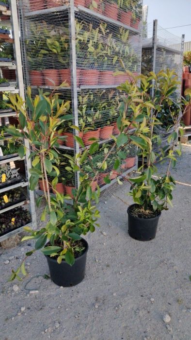 Photinia Red Robin 140/150cm