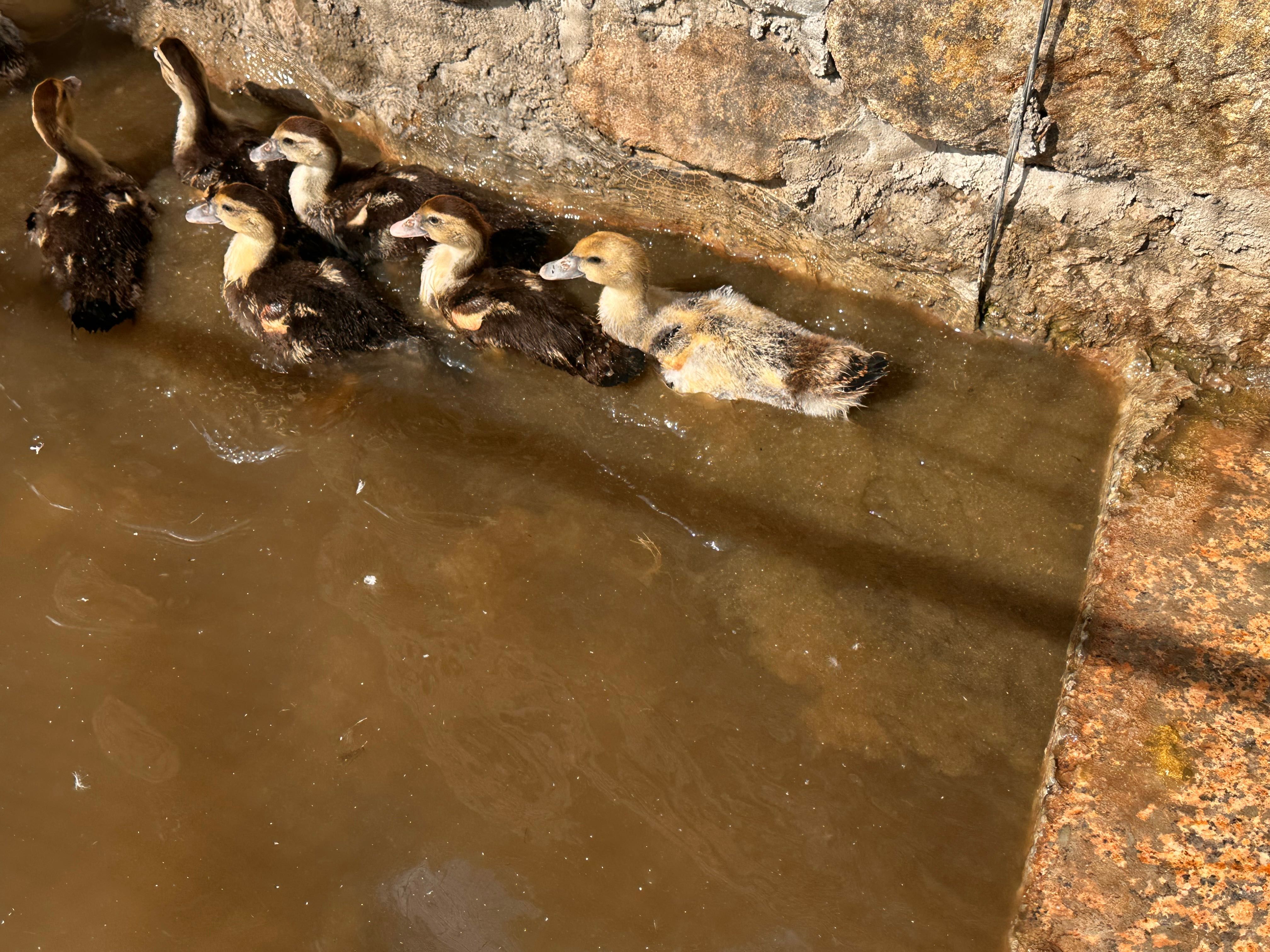 Patos mudos machos/femias