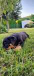 Szczeniak rottwailer