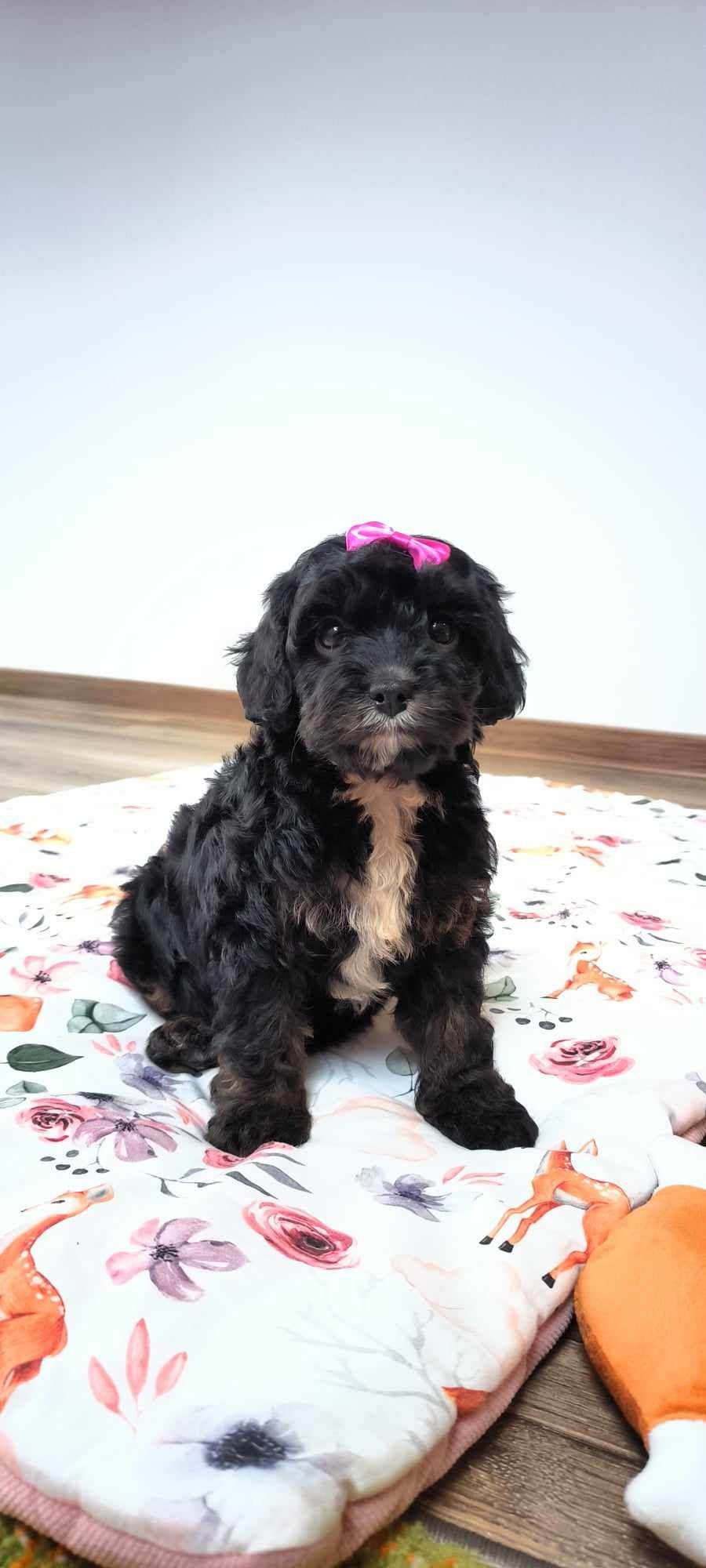 Cavapoo f1 czarny Black